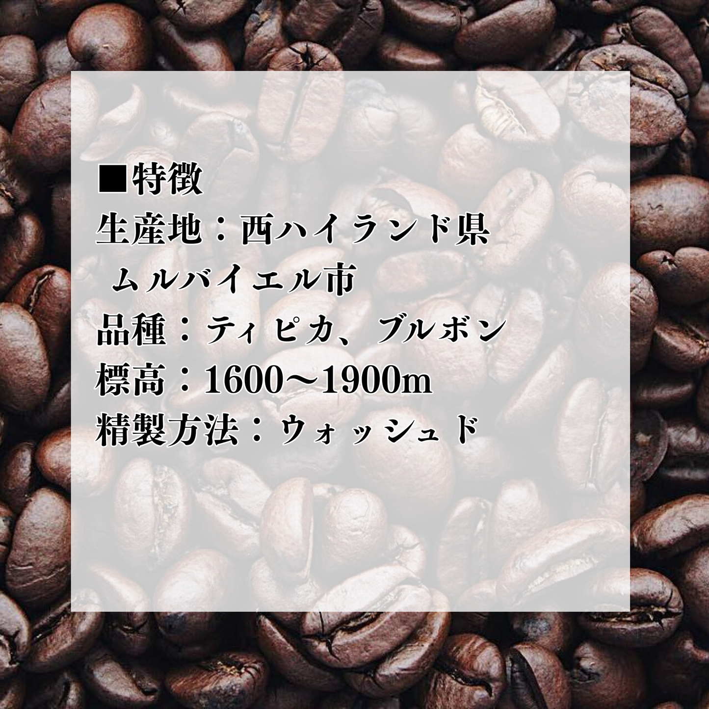 パプアニューギニア　ウクニ女性グループ 中煎り